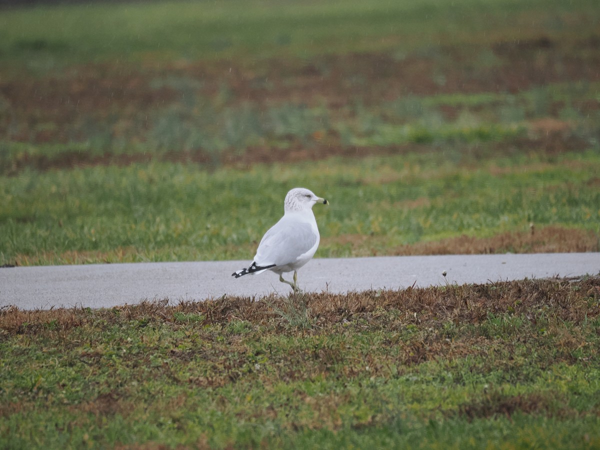 Ring-billed Gull - ML627782428