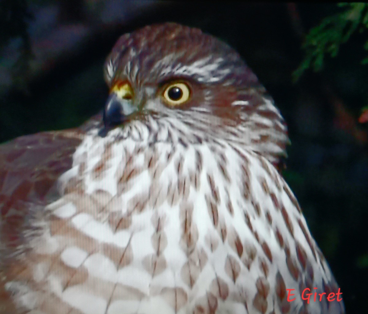 Sharp-shinned Hawk - ML627782446