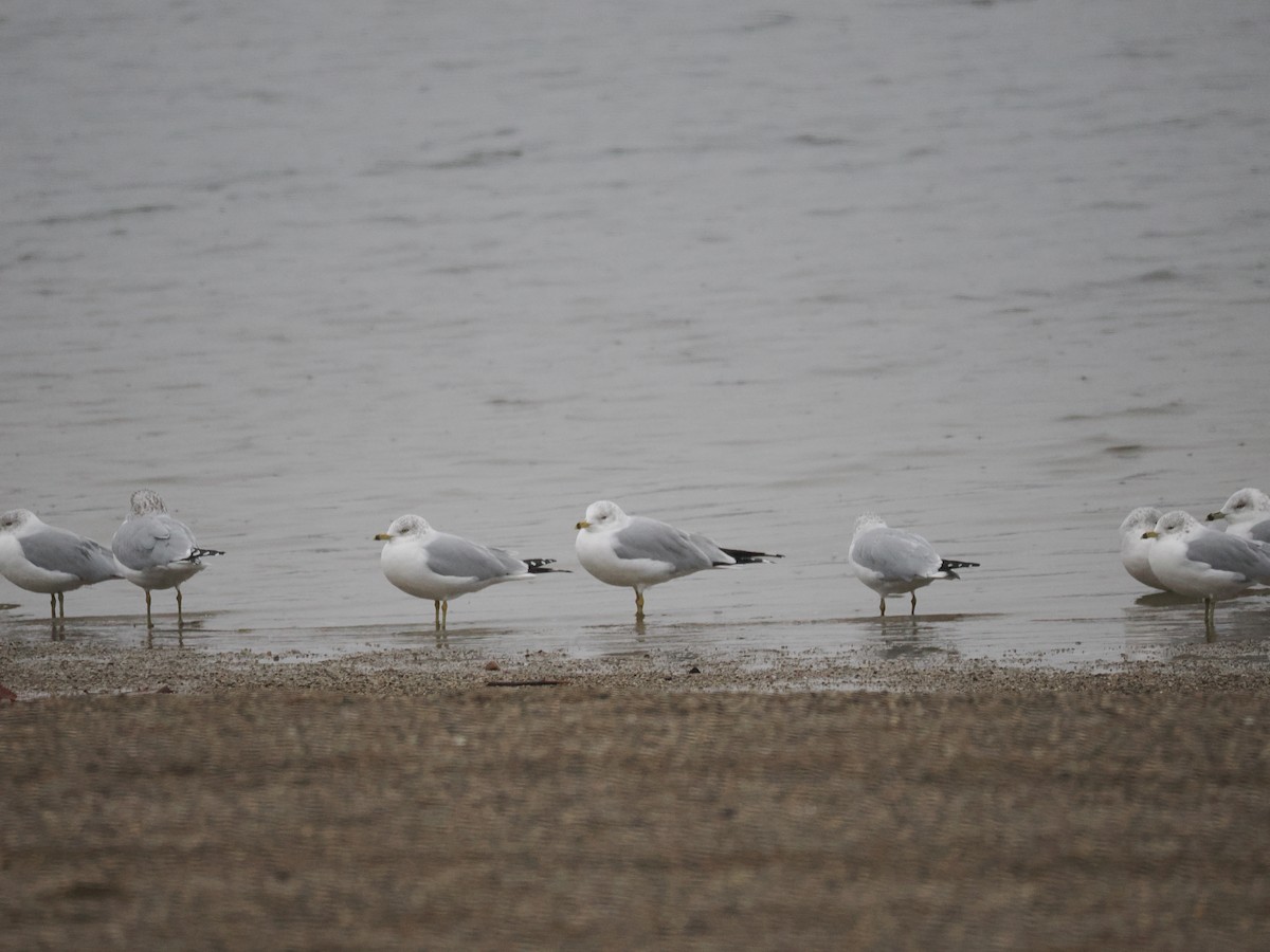 Ring-billed Gull - ML627782447