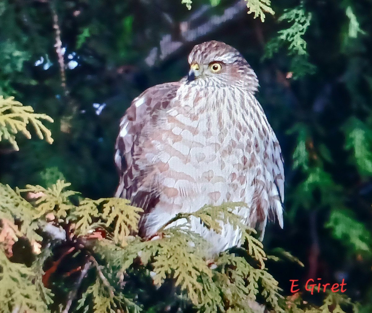 Sharp-shinned Hawk - ML627782451