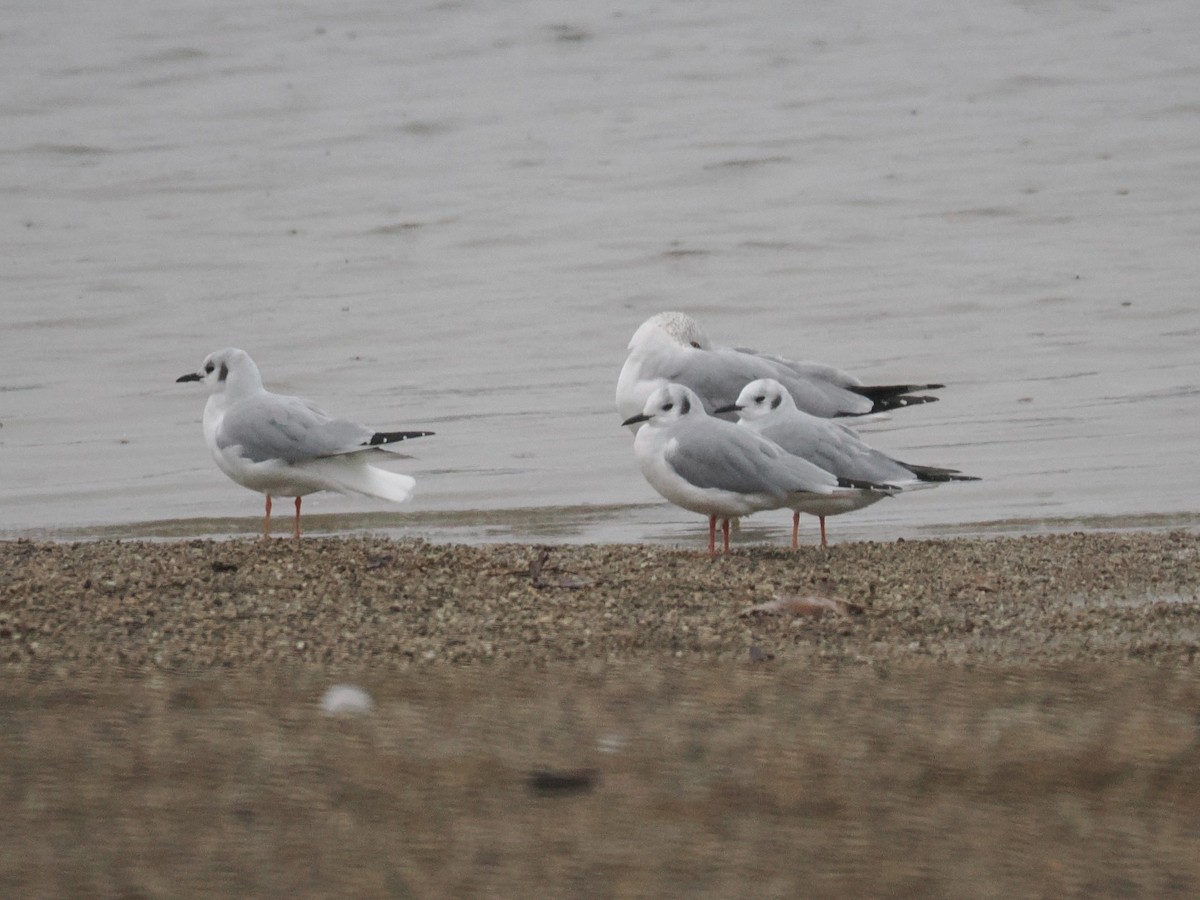 Bonaparte's Gull - ML627782491