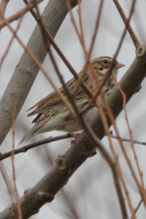 גיבתונית ערבות - ML627782558