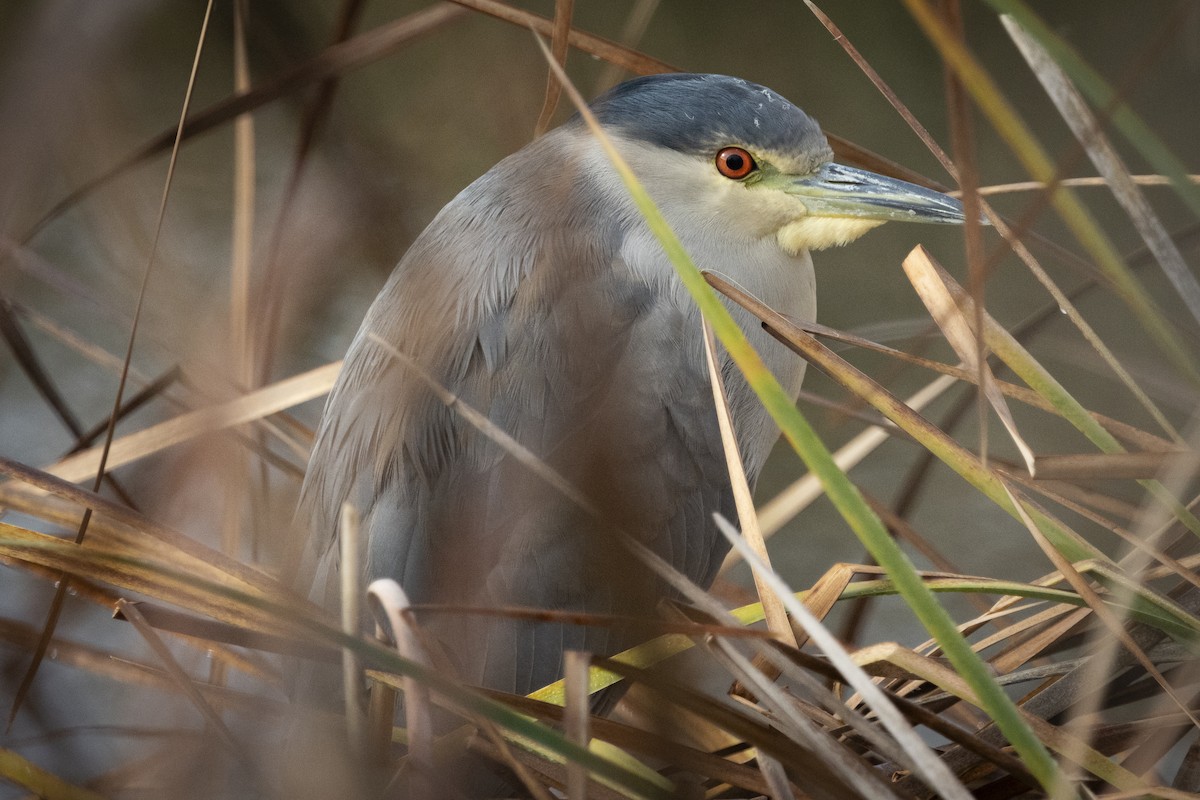 Black-crowned Night Heron - ML627782568