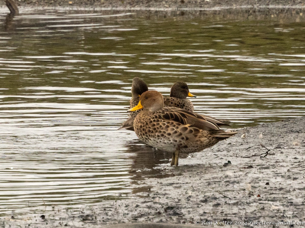 Yellow-billed Pintail - ML627782617