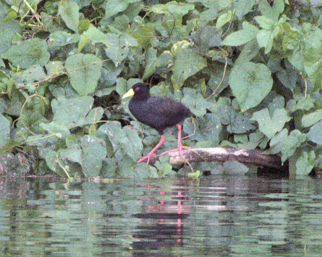 Black Crake - ML627782655