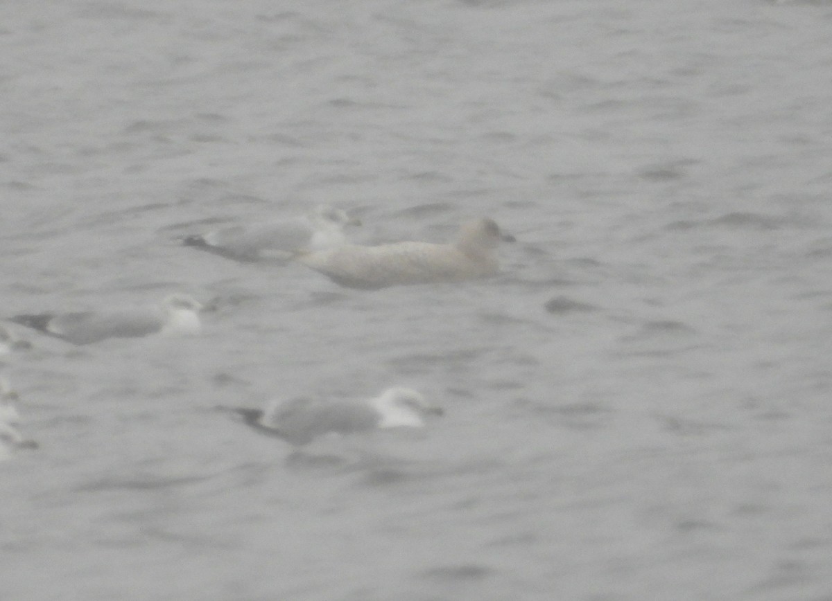 Iceland Gull (kumlieni) - ML627782665