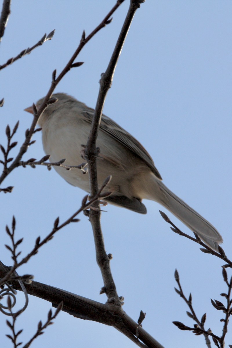 Field Sparrow - ML627782668