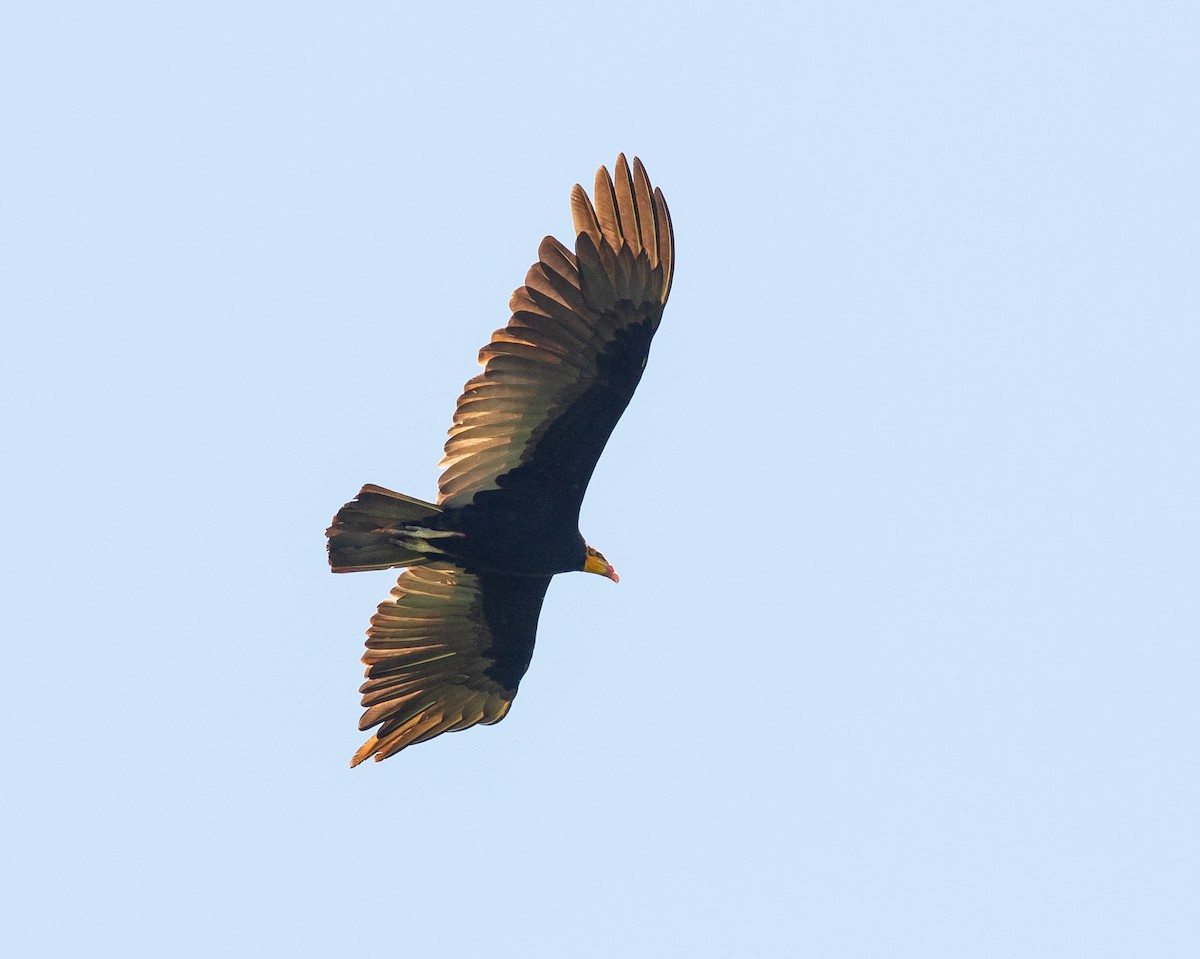 Greater Yellow-headed Vulture - ML627782675
