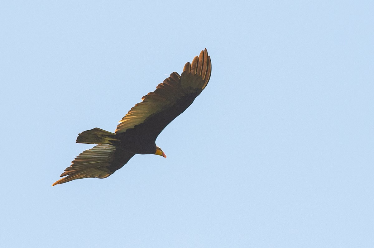 Greater Yellow-headed Vulture - ML627782677