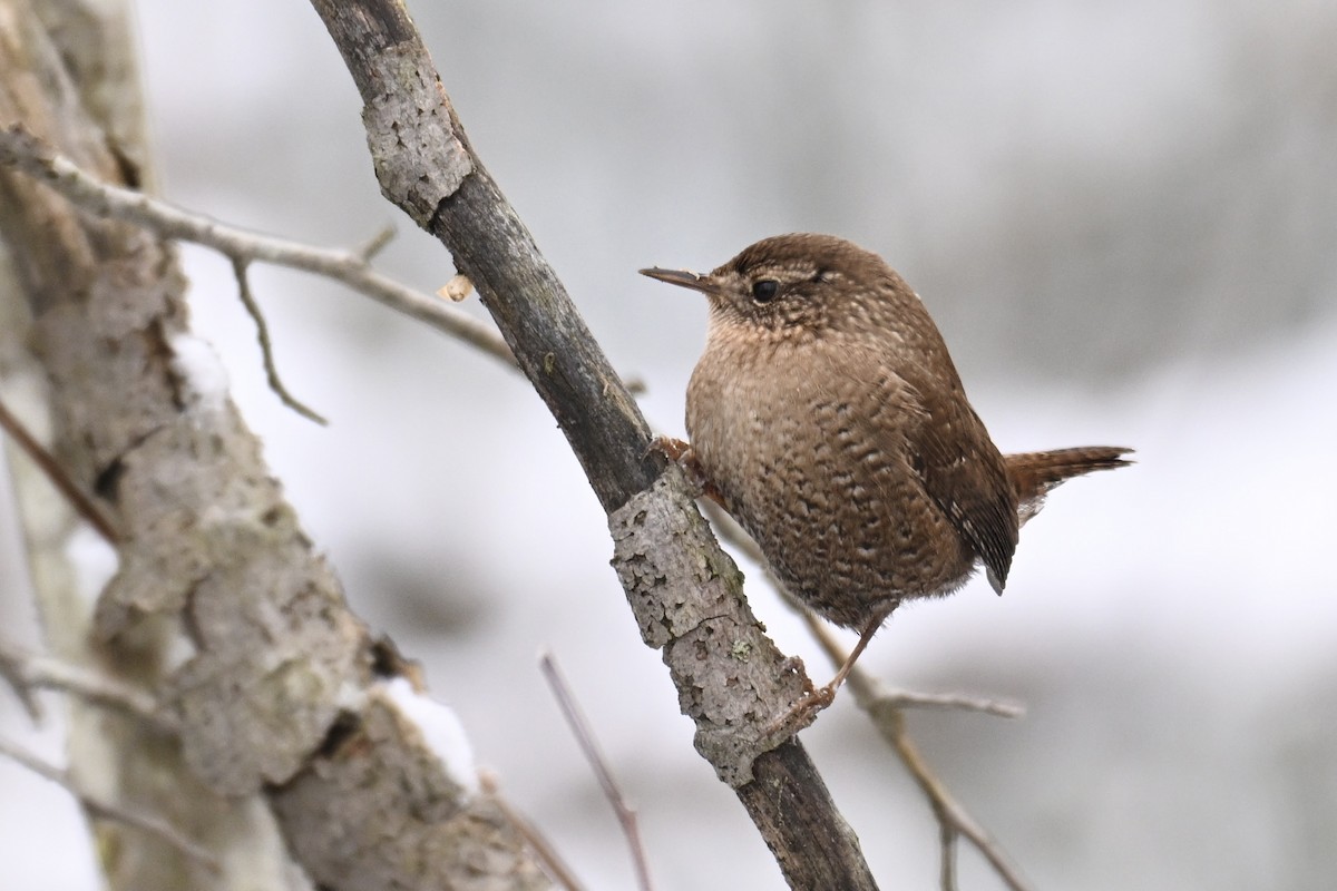 Winter Wren - ML627782686