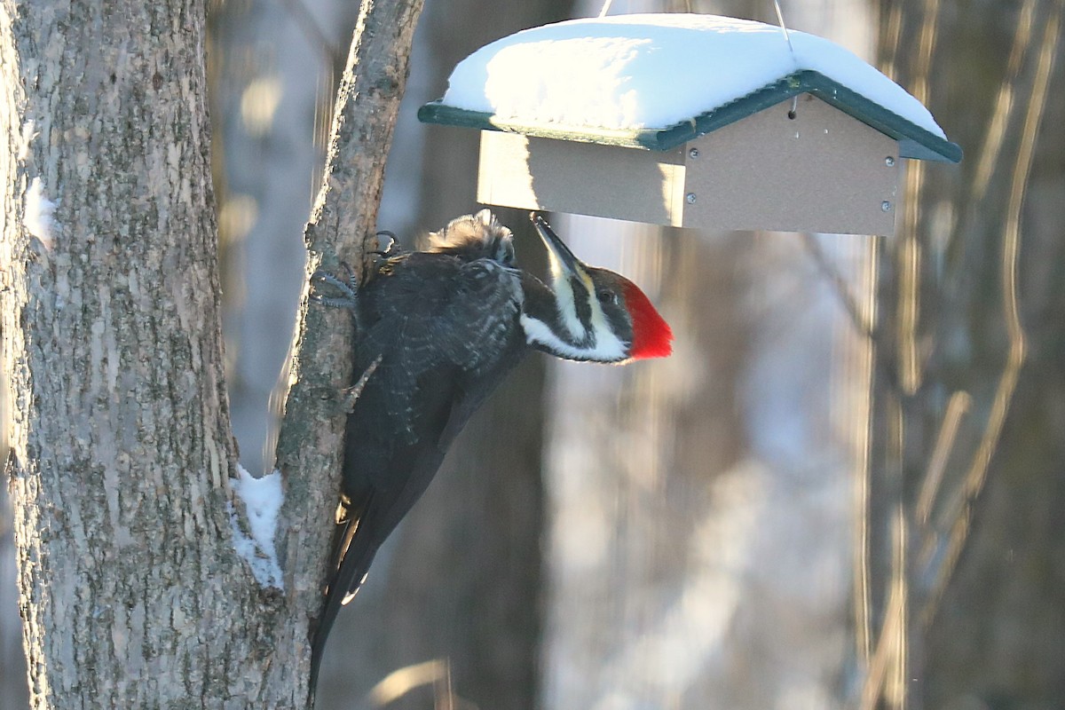 Pileated Woodpecker - ML627782688