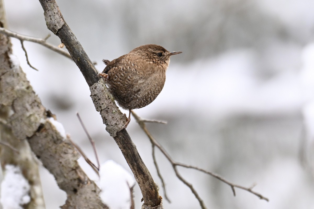 Winter Wren - ML627782689