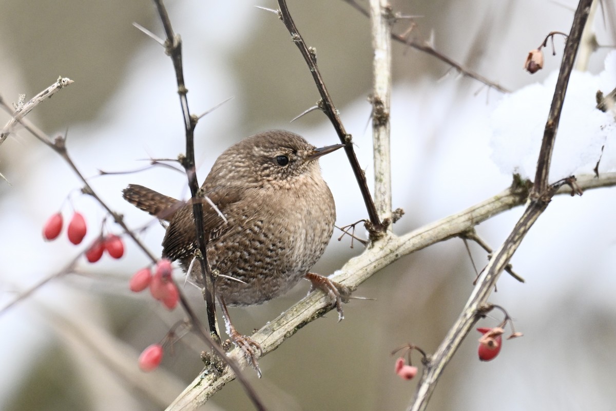 Winter Wren - ML627782690