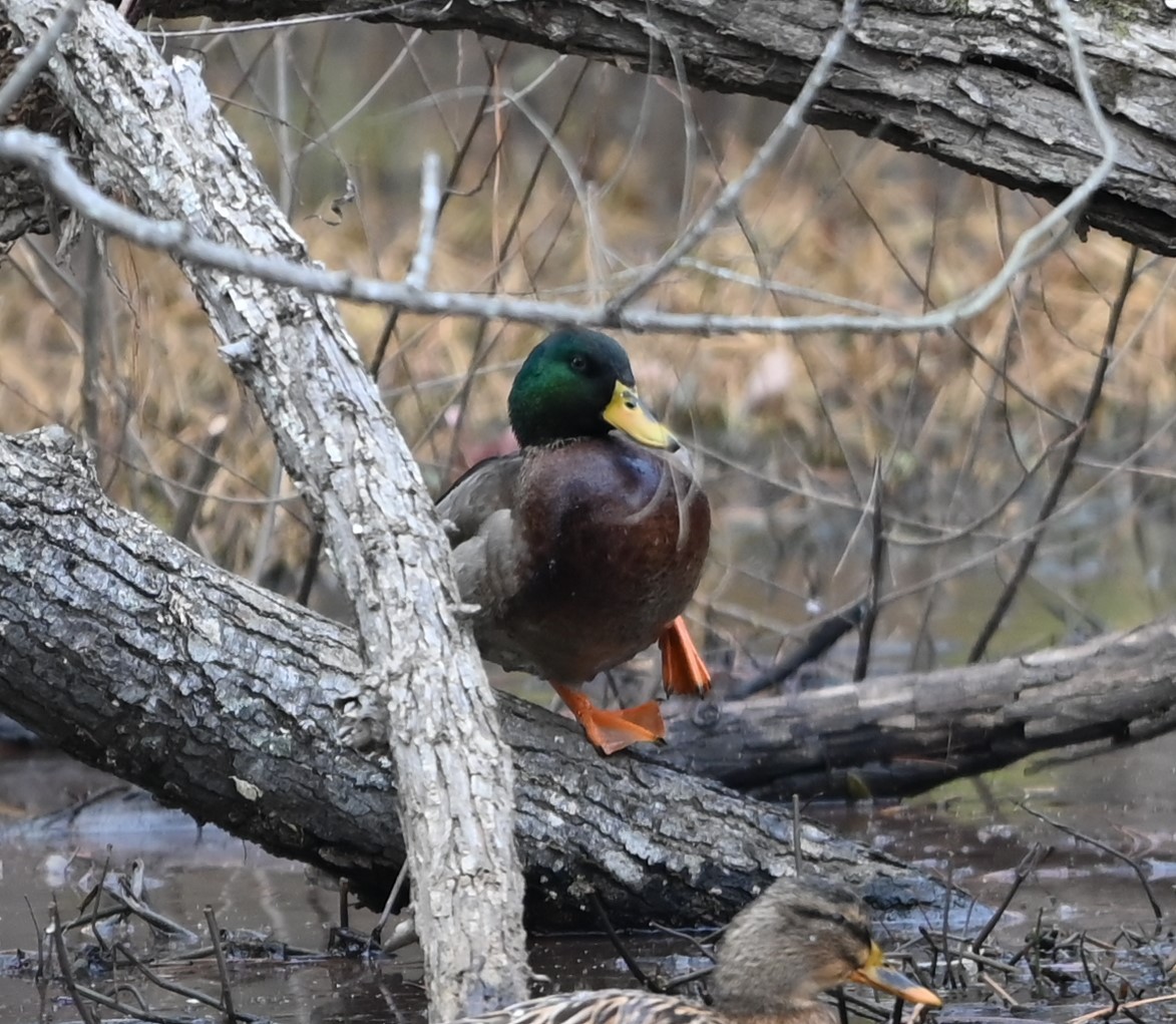 Mallard - ML627782691
