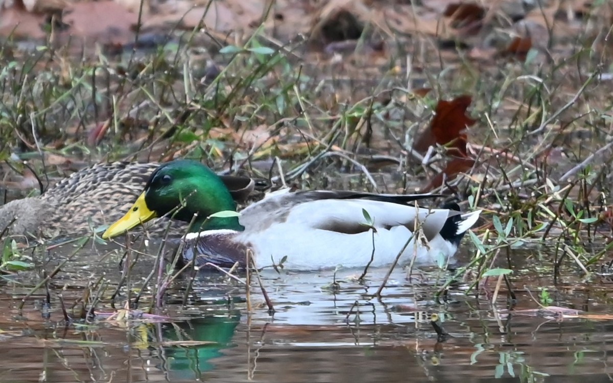 Mallard - ML627782712