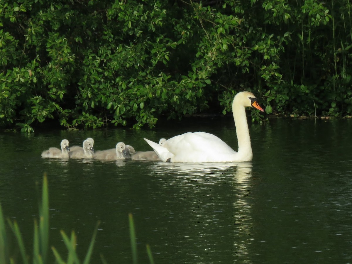 Mute Swan - ML627782772