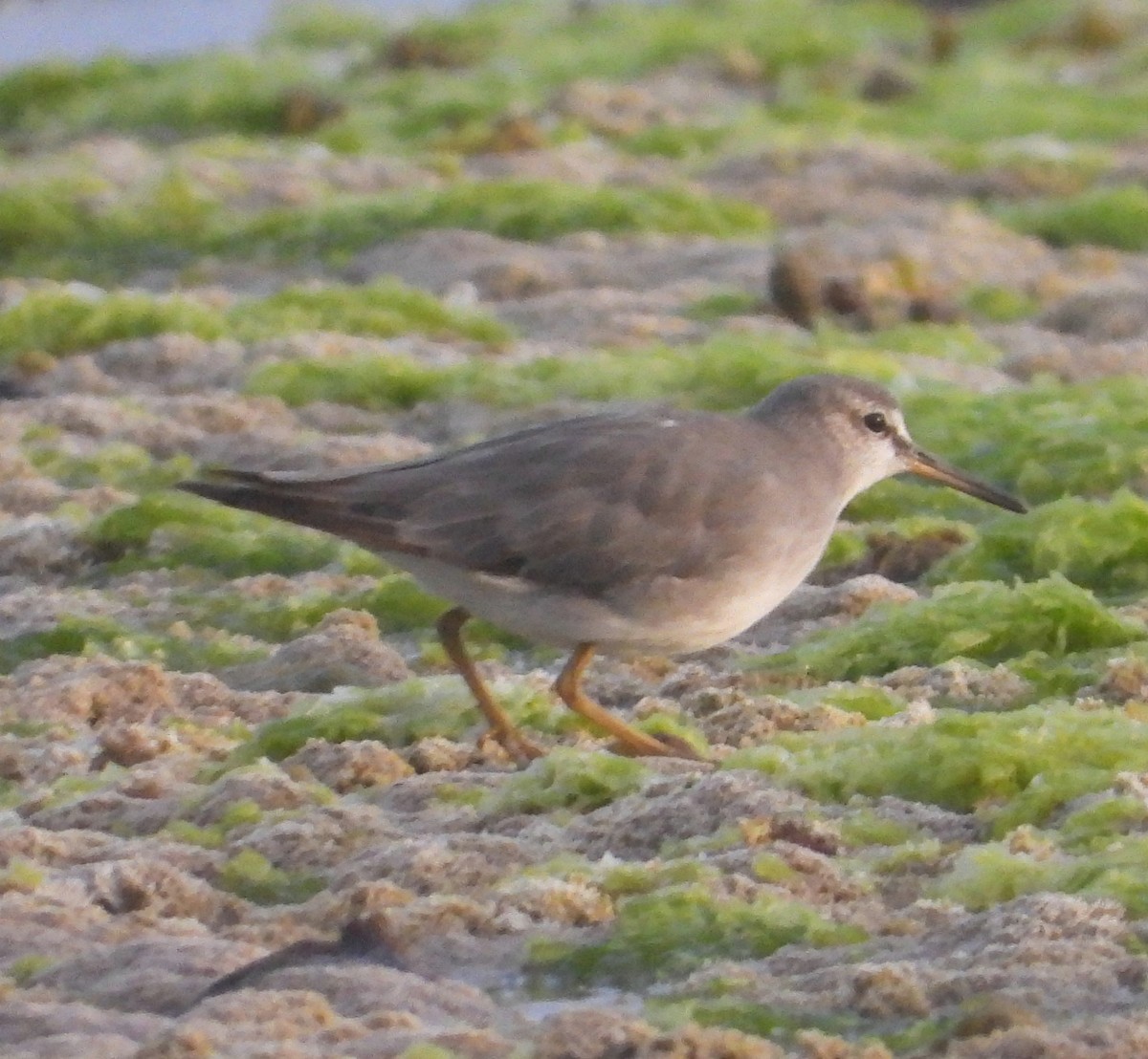 Gray-tailed Tattler - ML627782784