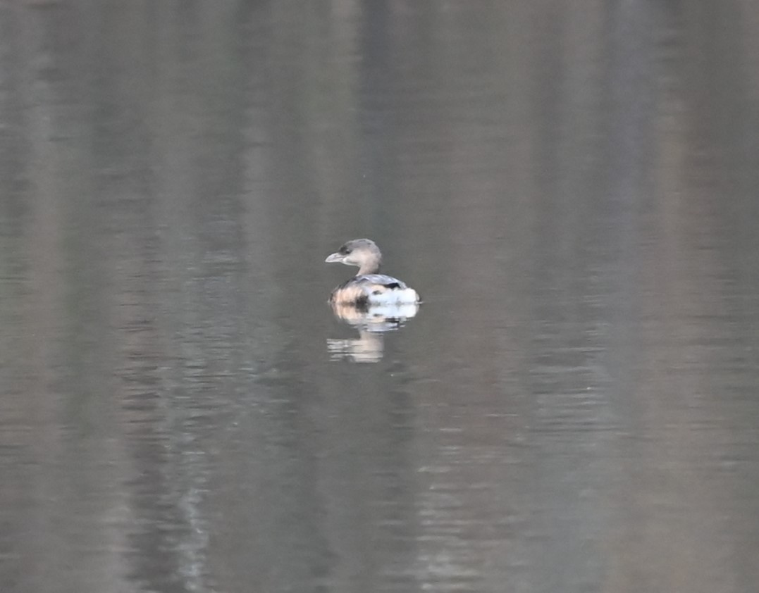 Pied-billed Grebe - ML627782798