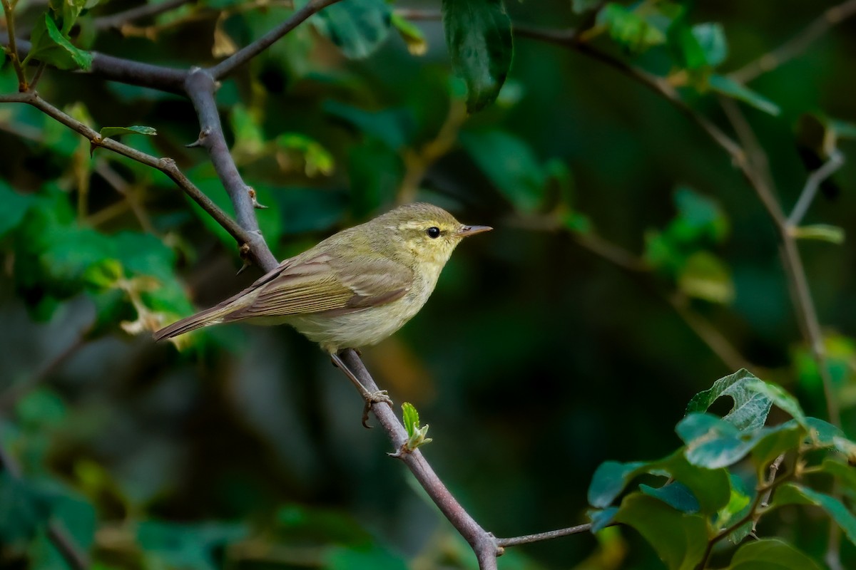 Green Warbler - ML627782802