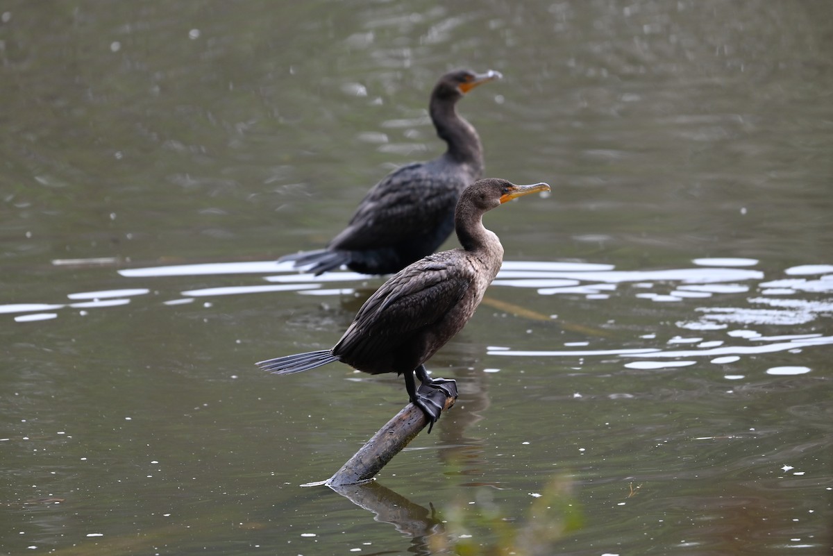 Double-crested Cormorant - ML627782819