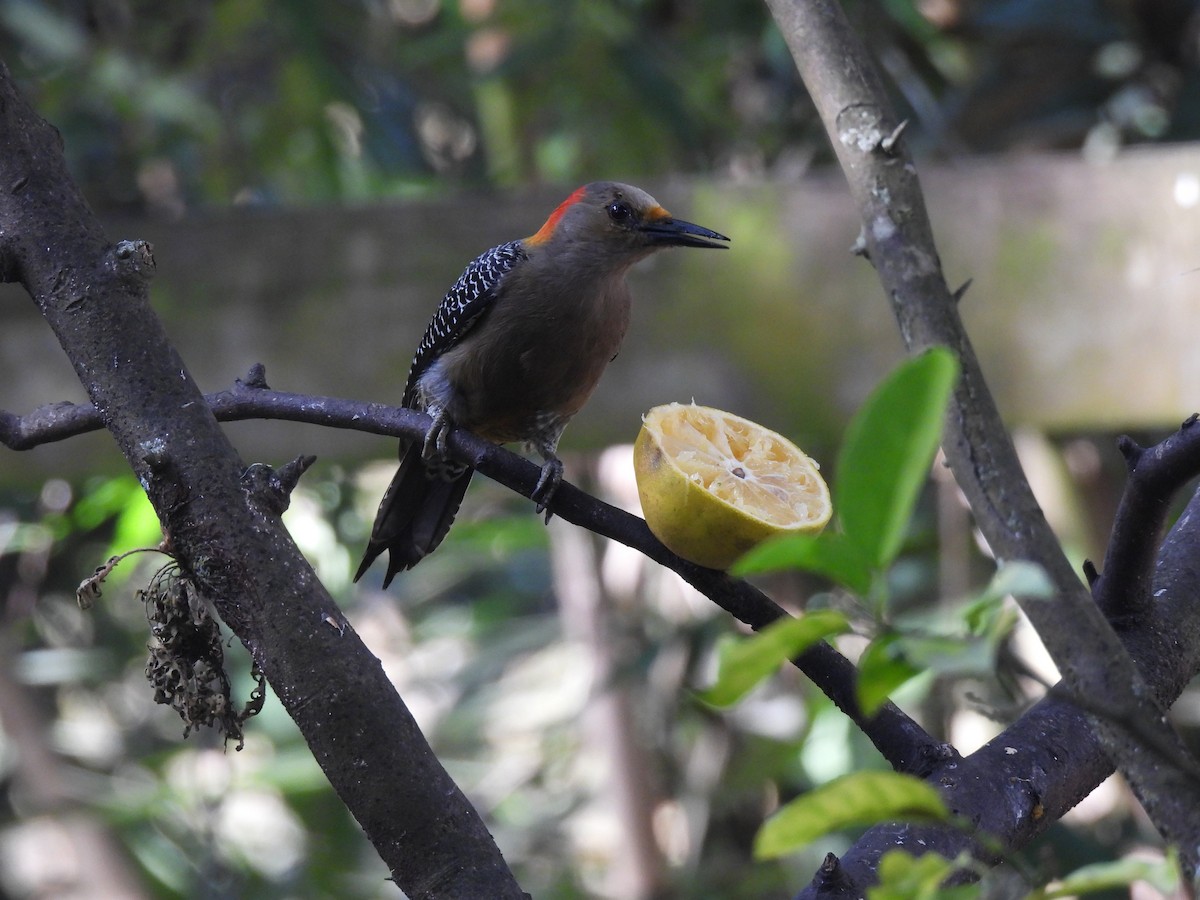 Golden-fronted Woodpecker - ML627782826