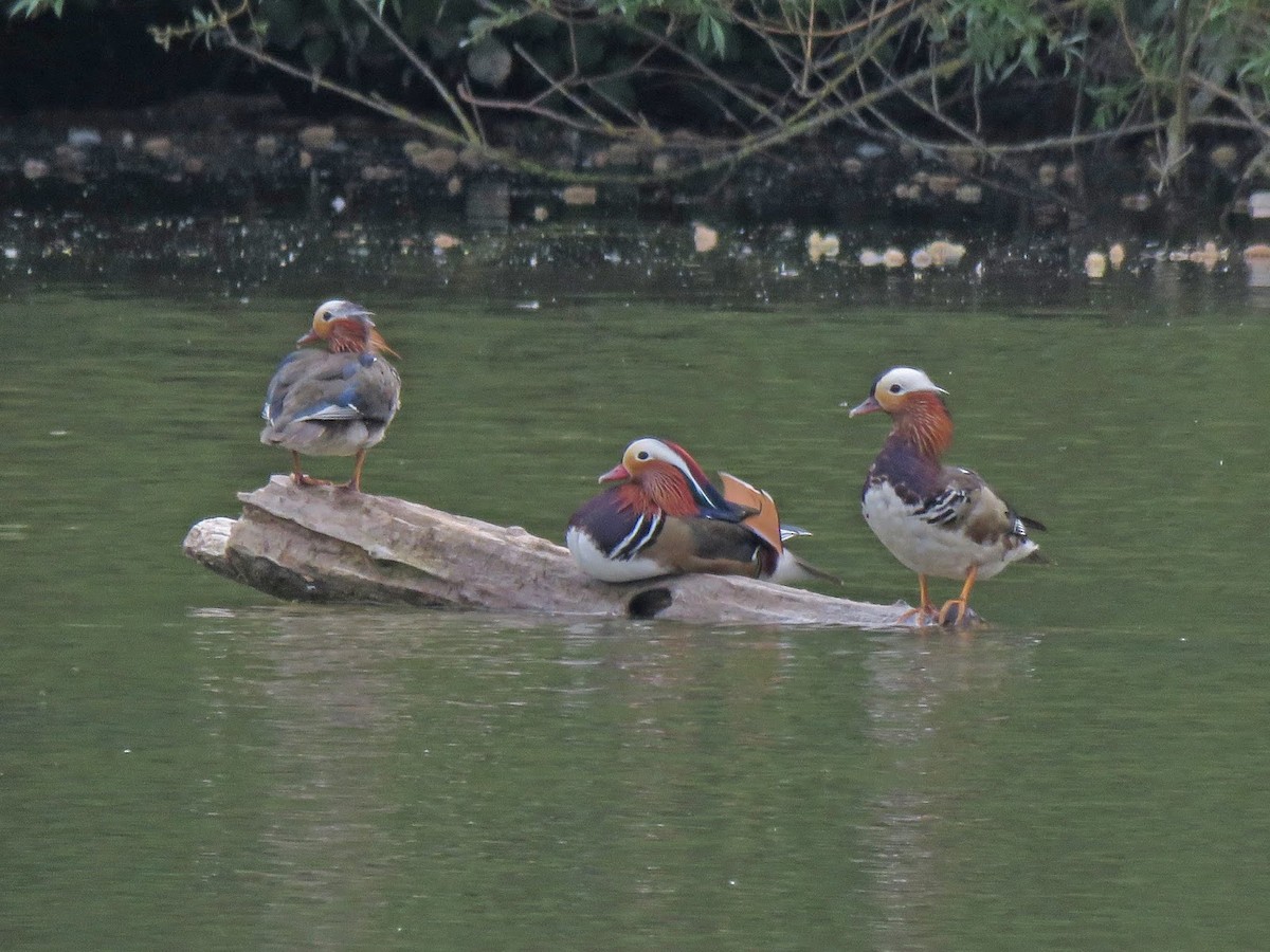 Mandarin Duck - ML627782827