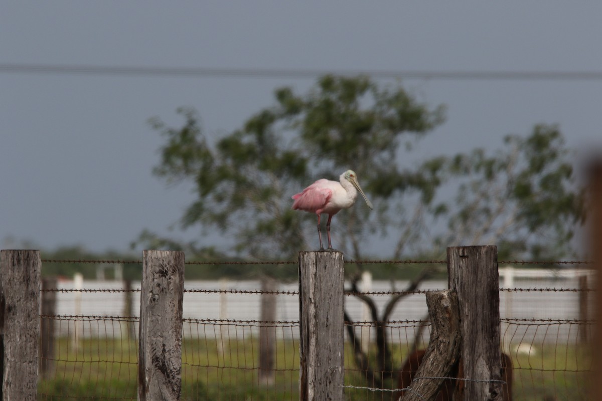 Roseate Spoonbill - ML627782834