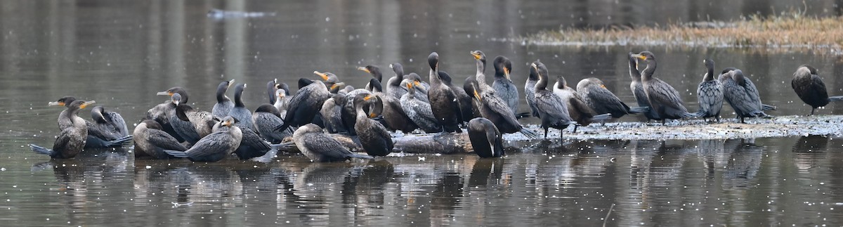 Double-crested Cormorant - ML627782835