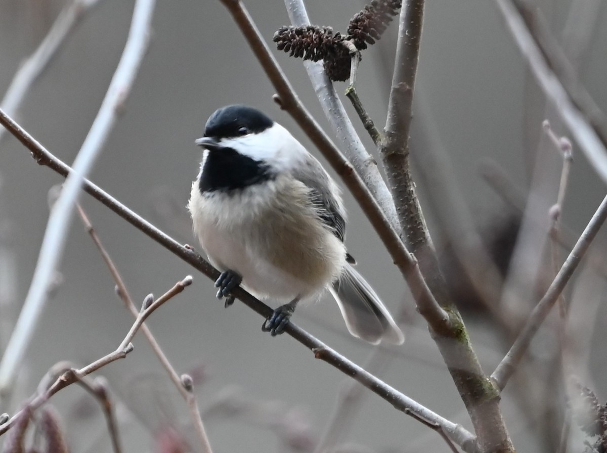 Mésange de Caroline - ML627782919