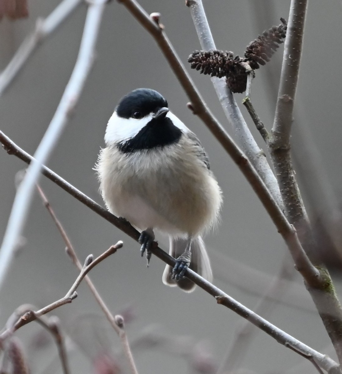 Carolina Chickadee - ML627782924