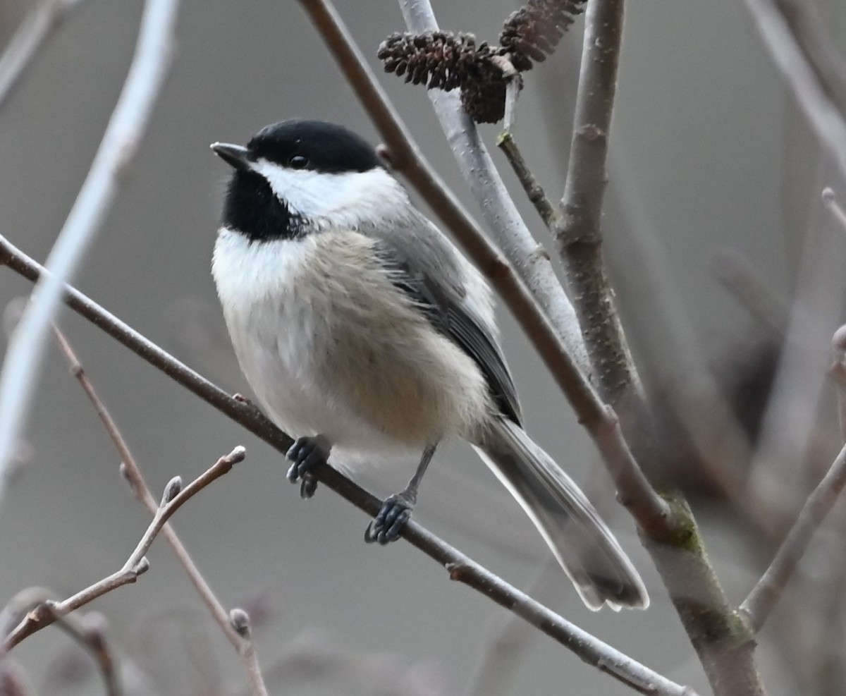 Carolina Chickadee - ML627782927