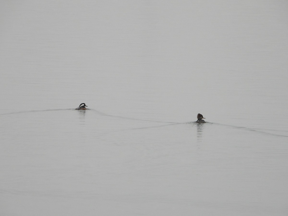 Hooded Merganser - ML627782930