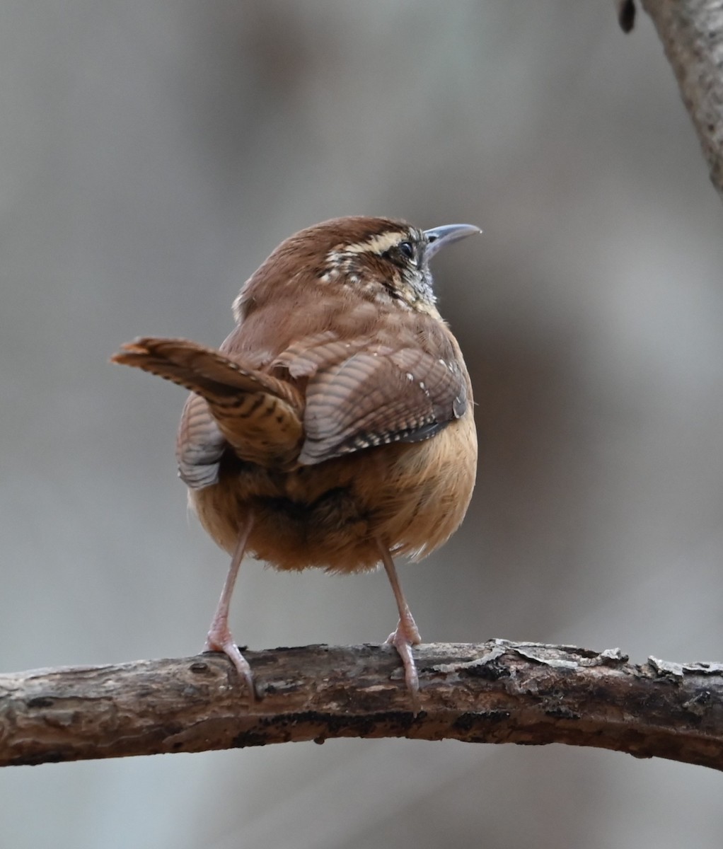 Carolina Wren - ML627782931