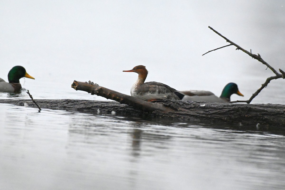 Red-breasted Merganser - ML627782932