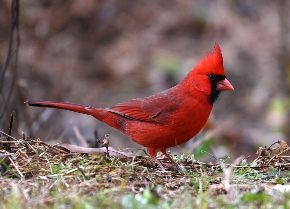 Northern Cardinal - ML627782943