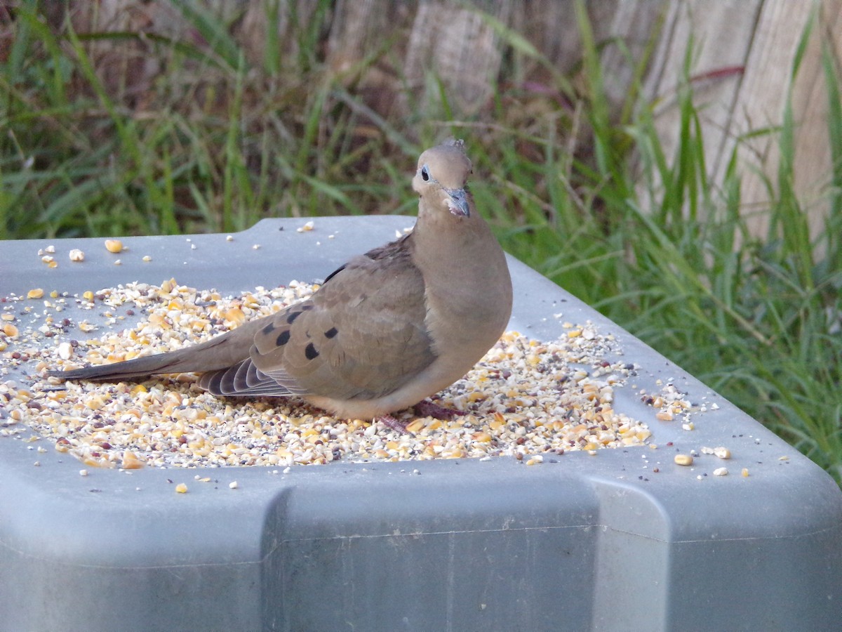 Mourning Dove - ML627782944