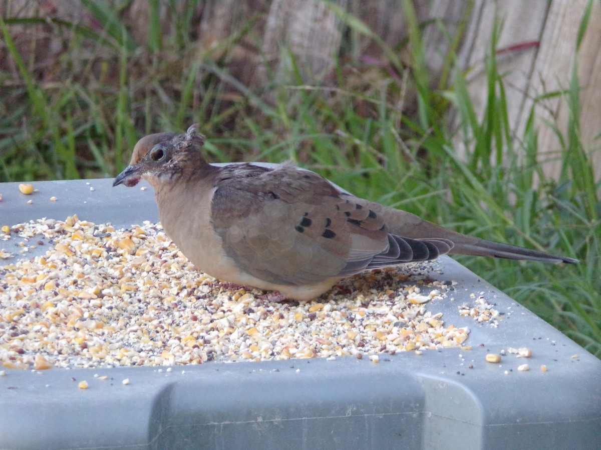 Mourning Dove - ML627782945