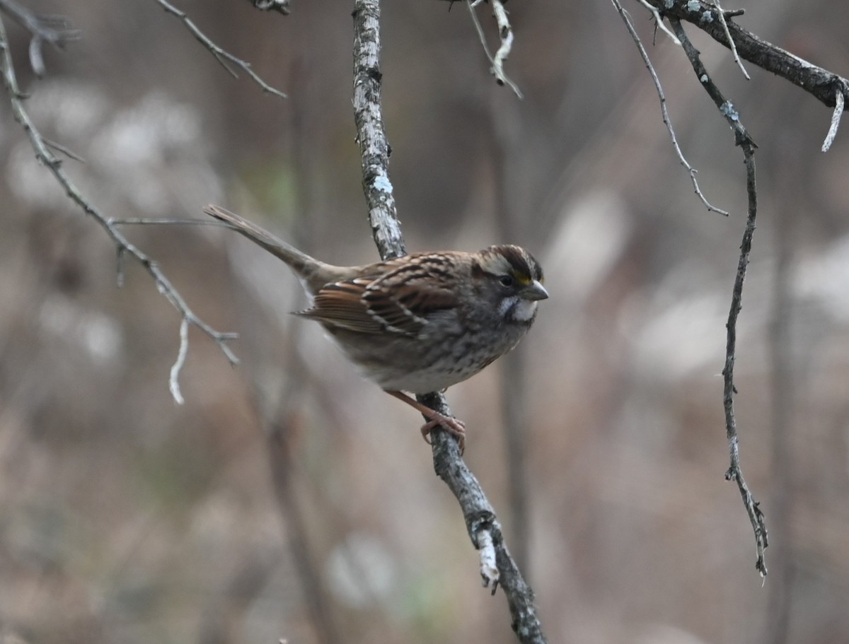 White-throated Sparrow - ML627782949