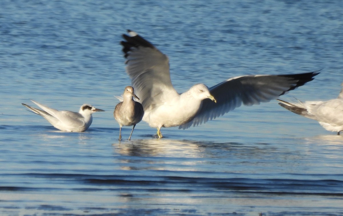 Forster's Tern - ML627782981