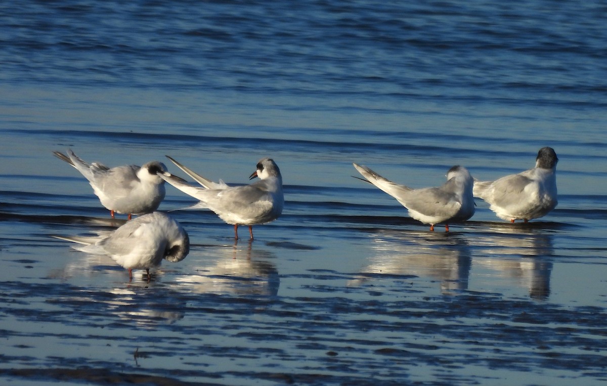 Forster's Tern - ML627782982