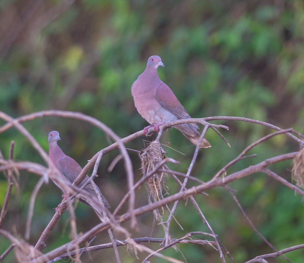 Pale-vented Pigeon - ML627783036