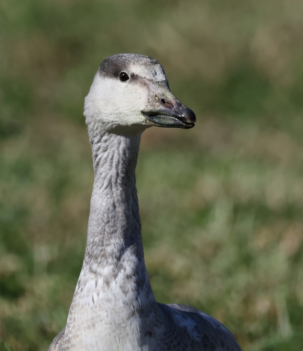 Snow Goose - ML627783050