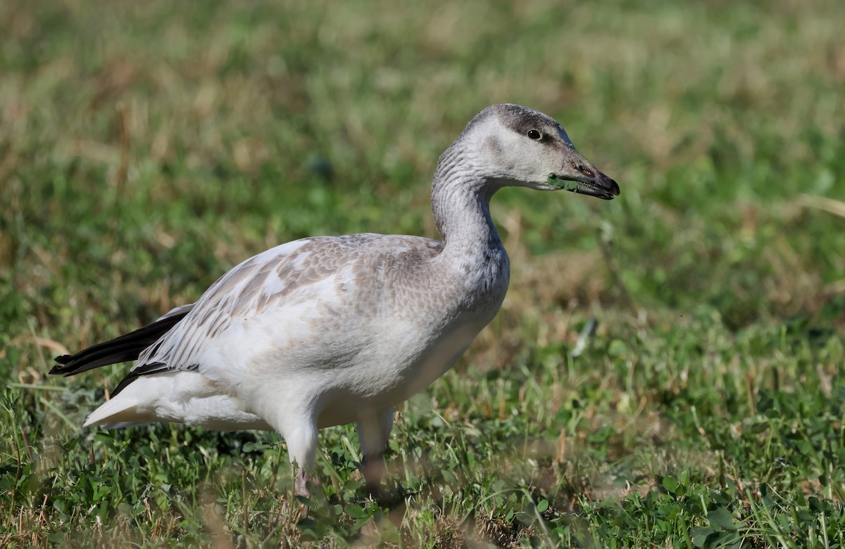 Snow Goose - ML627783051