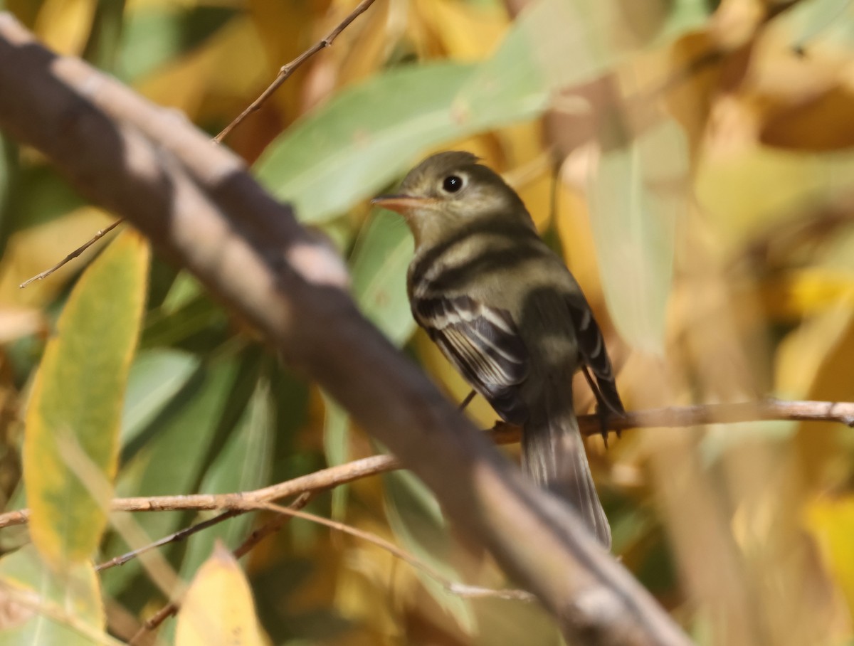 Western Flycatcher - ML627783057