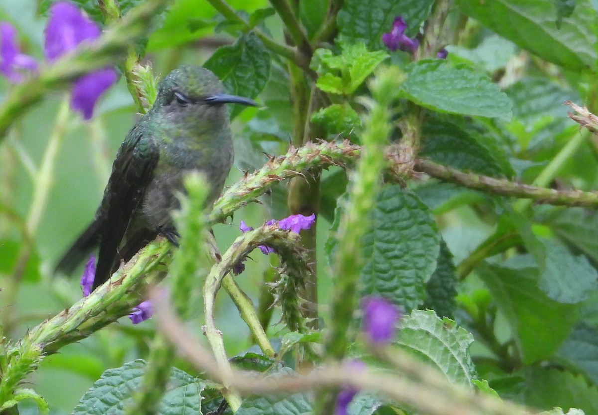 Colibri de Cuvier - ML627783252