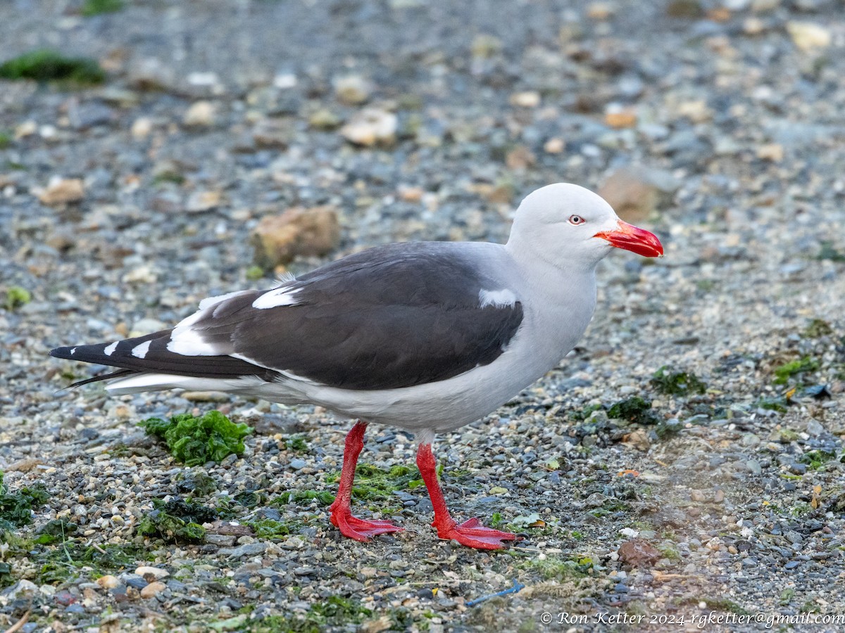 Dolphin Gull - ML627783253