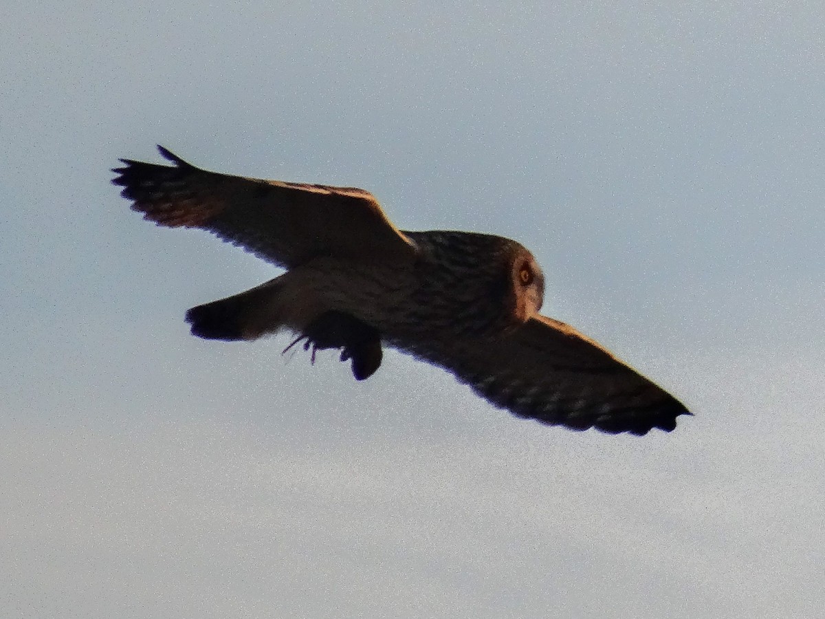 Short-eared Owl (Northern) - ML627783319