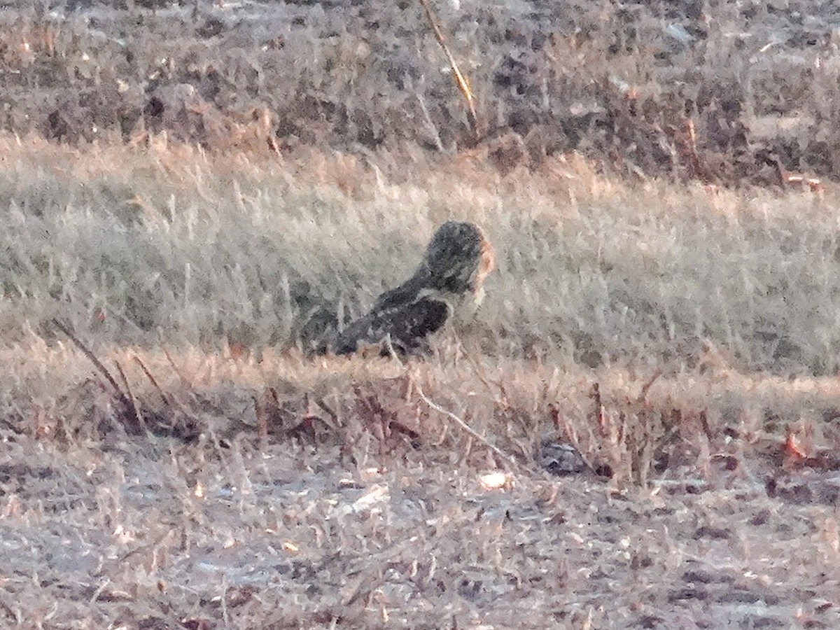 Short-eared Owl (Northern) - ML627783322