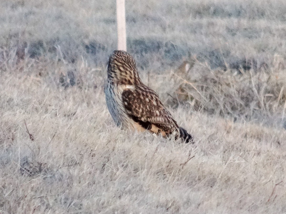 Short-eared Owl (Northern) - ML627783323