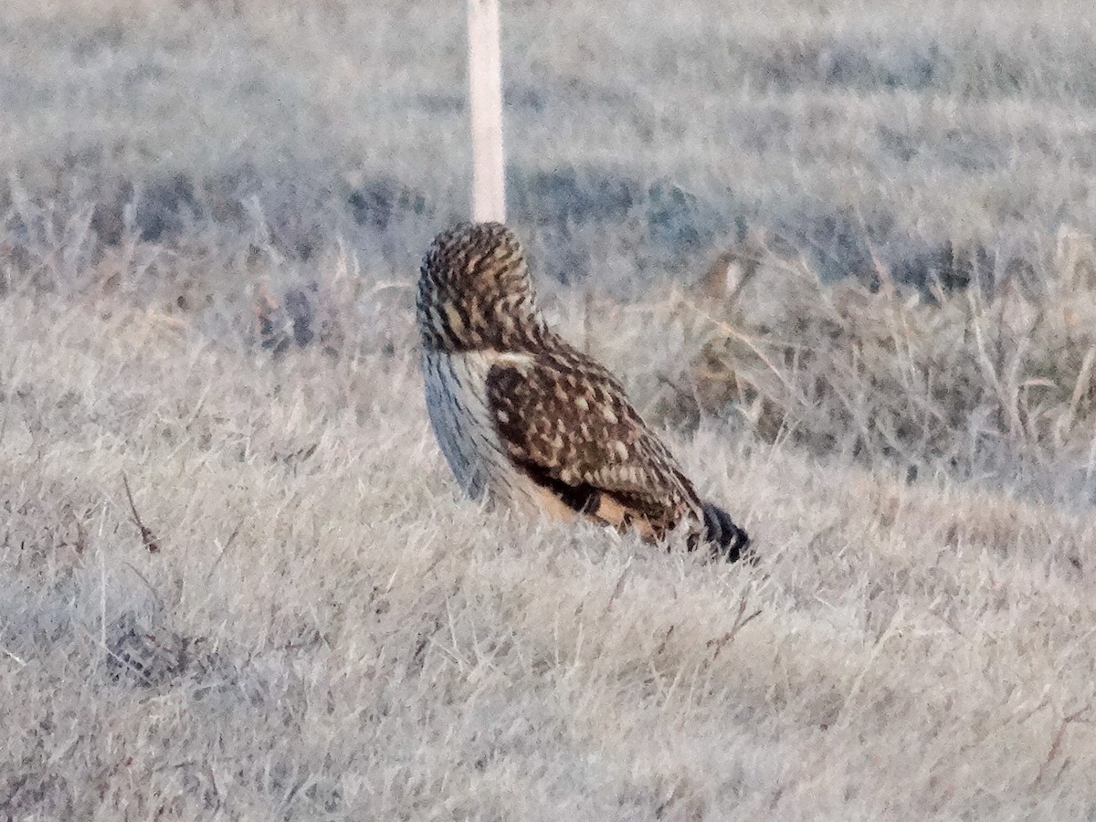 Short-eared Owl (Northern) - ML627783324